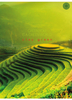 ZO THINK GREEN ZESZYT A4 80K LINIA 029253