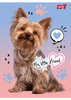 MAJ ZESZYT A5 16K KRATKA LAMINOWANY MY LITTLE FRIEND 668265
